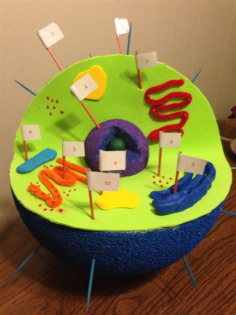 3d cell project animal - Sep 17, 2015 - Explore Mandi Campbell's board "3D cell project ideas", followed by 201 people on Pinterest. See more ideas about cells project, cell model, 3d cell.